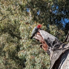 Callocephalon fimbriatum (Gang-gang Cockatoo) at Garran, ACT - 10 Sep 2021 by Arianne