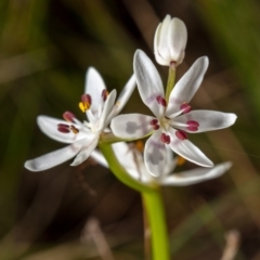 Wurmbea dioica subsp. dioica (Early Nancy) at Downer, ACT - 11 Sep 2021 by Boagshoags