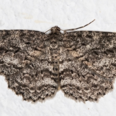 Ectropis fractaria (Ringed Bark Moth) at Melba, ACT - 6 Sep 2021 by kasiaaus