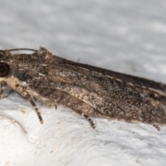 Thrincophora inconcisana at Melba, ACT - 7 Sep 2021