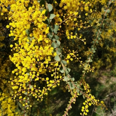 Acacia pravissima (Wedge-leaved Wattle, Ovens Wattle) at Cook, ACT - 8 Sep 2021 by drakes