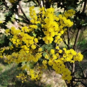 Acacia pravissima at Cook, ACT - 10 Sep 2021