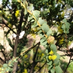 Acacia pravissima at Cook, ACT - 10 Sep 2021 09:21 AM