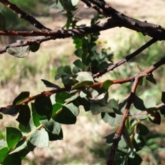 Acacia pravissima at Cook, ACT - 10 Sep 2021 09:21 AM