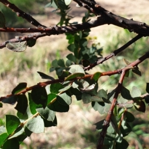 Acacia pravissima at Cook, ACT - 10 Sep 2021