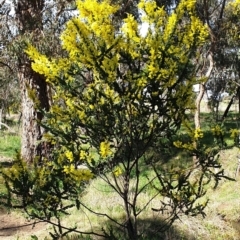 Acacia pravissima at Cook, ACT - 10 Sep 2021