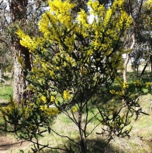 Acacia pravissima at Cook, ACT - 10 Sep 2021 09:21 AM