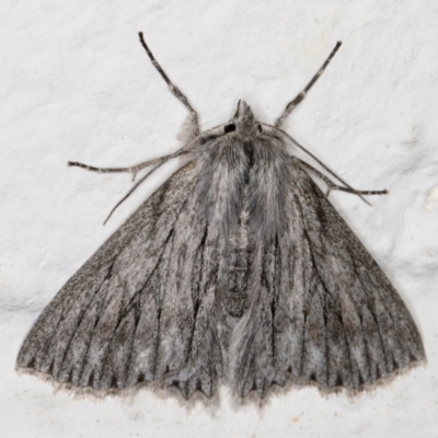 Cyneoterpna wilsoni (Cyneoterpna wilsoni) at Melba, ACT - 9 Sep 2021 by kasiaaus