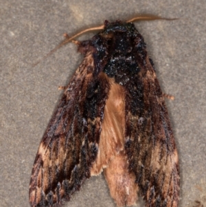 Sorama bicolor at Melba, ACT - 9 Sep 2021 11:45 PM