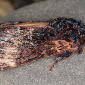 Sorama bicolor at Melba, ACT - 9 Sep 2021 11:45 PM