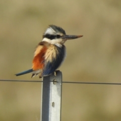 Todiramphus pyrrhopygius (Red-backed Kingfisher) at Pialligo, ACT - 14 Sep 2021 by Liam.m