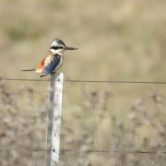 Todiramphus pyrrhopygius at Pialligo, ACT - suppressed