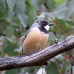 Pachycephala rufiventris (Rufous Whistler) at Downer, ACT - 12 Sep 2021 by jb2602