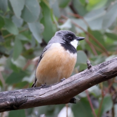 Pachycephala rufiventris (Rufous Whistler) at Downer, ACT - 12 Sep 2021 by jb2602