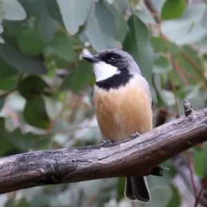 Pachycephala rufiventris at Downer, ACT - 12 Sep 2021