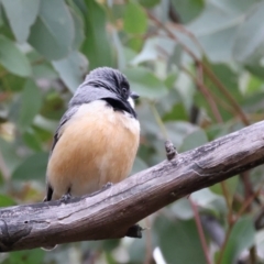 Pachycephala rufiventris at Downer, ACT - 12 Sep 2021