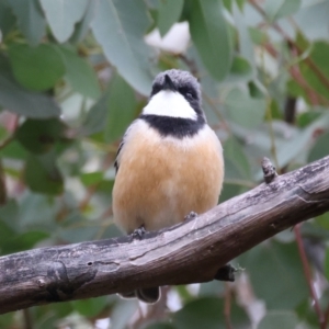 Pachycephala rufiventris at Downer, ACT - 12 Sep 2021