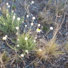 Leucochrysum albicans subsp. tricolor (Hoary Sunray) at Tuggeranong Hill - 10 Sep 2021 by jamesjonklaas