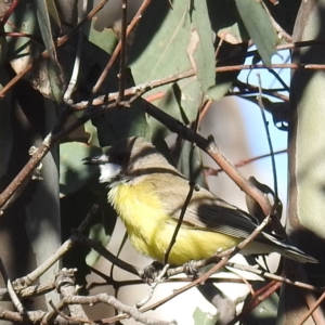 Gerygone olivacea at Stromlo, ACT - suppressed