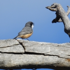 Pachycephala rufiventris (Rufous Whistler) at Stromlo, ACT - 13 Sep 2021 by HelenCross