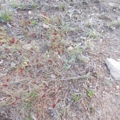 Dodonaea viscosa (Hop Bush) at Tuggeranong Hill - 10 Sep 2021 by jamesjonklaas