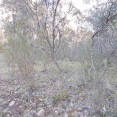 Dodonaea viscosa at Theodore, ACT - 10 Sep 2021