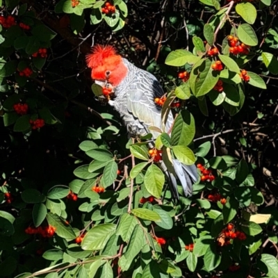 Callocephalon fimbriatum (Gang-gang Cockatoo) at Parkes, ACT - 22 Aug 2021 by correa