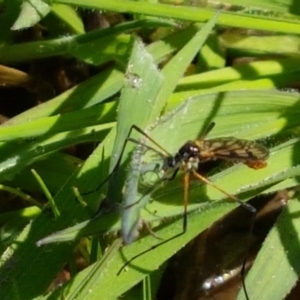 Gynoplistia sp. (genus) at Holt, ACT - 14 Sep 2021