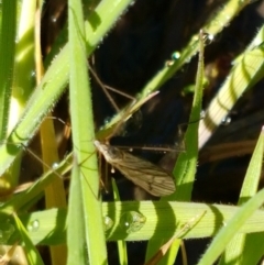 Tipulidae or Limoniidae (family) (Unidentified Crane Fly) at Ginninderry Conservation Corridor - 14 Sep 2021 by trevorpreston