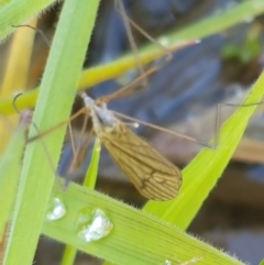 Tipulidae or Limoniidae (family) at Holt, ACT - 14 Sep 2021