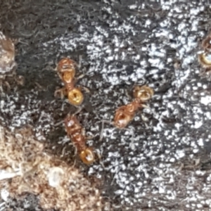 Pheidole sp. (genus) at Holt, ACT - 14 Sep 2021