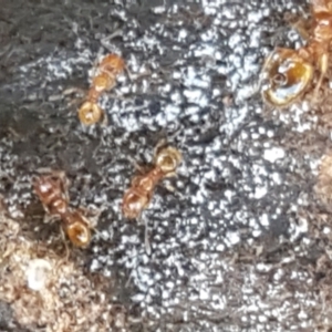 Pheidole sp. (genus) at Holt, ACT - 14 Sep 2021