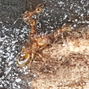 Pheidole sp. (genus) at Holt, ACT - 14 Sep 2021 10:55 AM