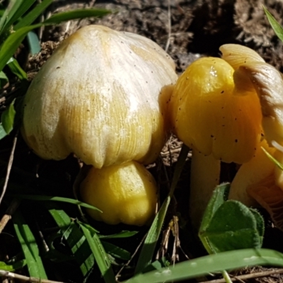 Bolbitius titubans (Yellow Fieldcap Mushroom) at Holt, ACT - 14 Sep 2021 by tpreston