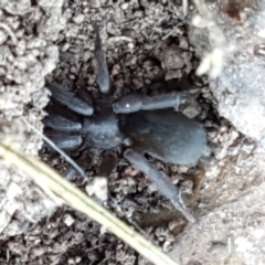 Gnaphosidae (family) at Strathnairn, ACT - 14 Sep 2021 by trevorpreston