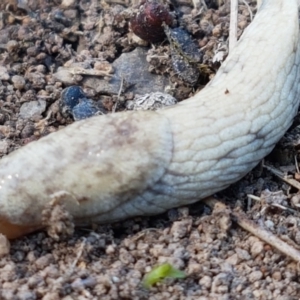 Deroceras reticulatum at Holt, ACT - 14 Sep 2021