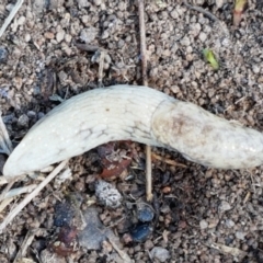 Deroceras reticulatum at Holt, ACT - 14 Sep 2021 10:43 AM