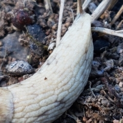 Deroceras reticulatum at Holt, ACT - 14 Sep 2021 10:43 AM