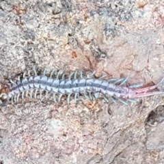 Scolopendromorpha (order) (A centipede) at Holt, ACT - 14 Sep 2021 by trevorpreston