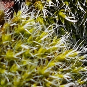 Grimmia sp. at Holt, ACT - 14 Sep 2021