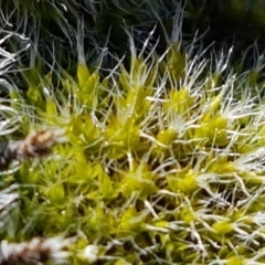 Grimmia sp. at Holt, ACT - 14 Sep 2021