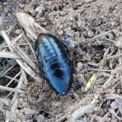 Platyzosteria melanaria (Common Eastern Litter Runner) at Holt, ACT - 14 Sep 2021 by trevorpreston