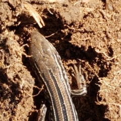 Ctenotus robustus at Holt, ACT - 14 Sep 2021 10:34 AM