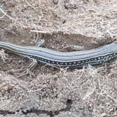 Ctenotus robustus at Holt, ACT - 14 Sep 2021 10:34 AM