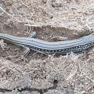 Ctenotus robustus at Holt, ACT - 14 Sep 2021 10:34 AM