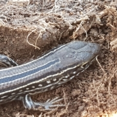 Ctenotus robustus at Holt, ACT - 14 Sep 2021 10:34 AM