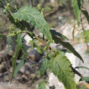 Gynatrix pulchella at Tennent, ACT - 1 Sep 2021