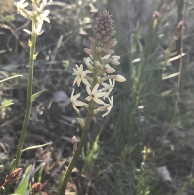 Stackhousia monogyna (Creamy Candles) at Deakin, ACT - 8 Sep 2021 by Tapirlord