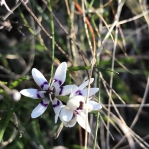 Wurmbea dioica subsp. dioica at Red Hill Nature Reserve - 8 Sep 2021