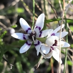 Wurmbea dioica subsp. dioica at Red Hill Nature Reserve - 8 Sep 2021